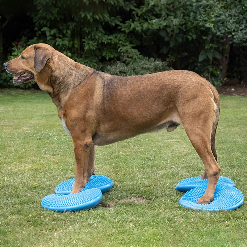 Honden Training Hulpmiddelen B - Flying Disc Dog Training Toy recensie en prijs
