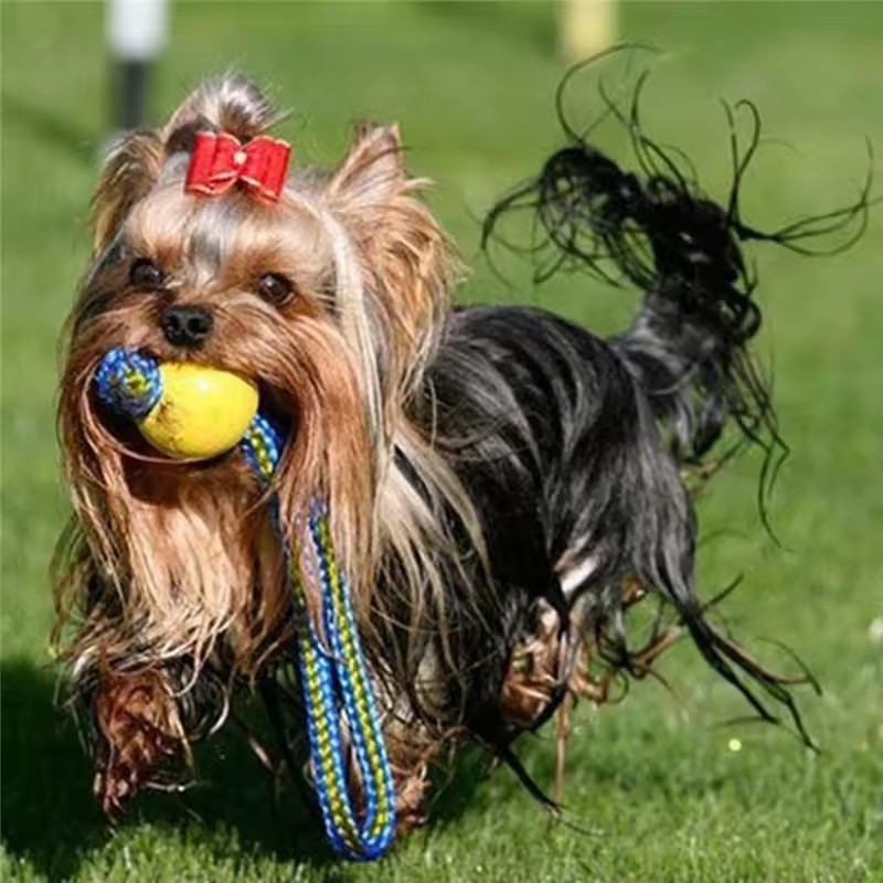1 stuk onverwoestbare bijt- en - Indestructible Dog Chew Toy recensie en prijs